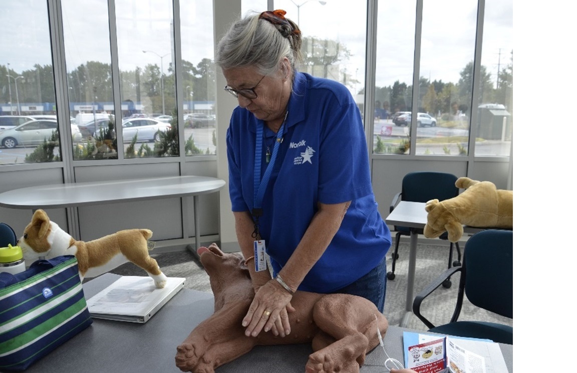 A dog receives CPR.