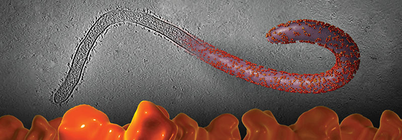 3D image of the ebola virus
